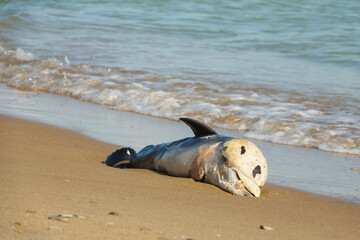 Dead dolphin on the sandy seashore