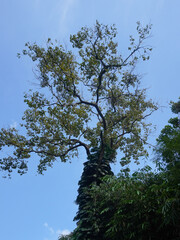 Tall tree against a blue sky background