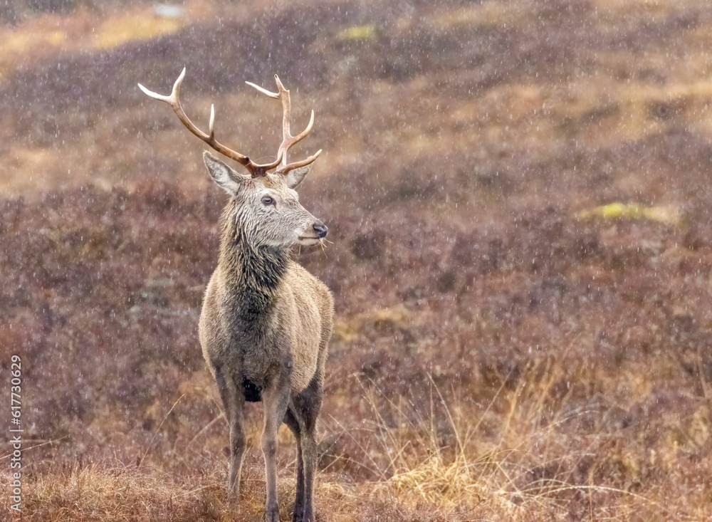 Sticker majestic stag standing in an idyllic meadow, looking out into the distance