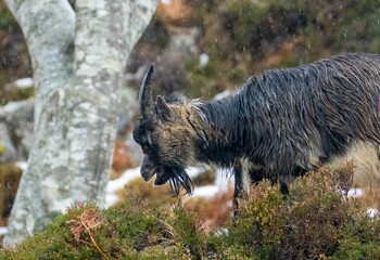 Horned goat walking through a snow-covered landscape in its natural habitat
