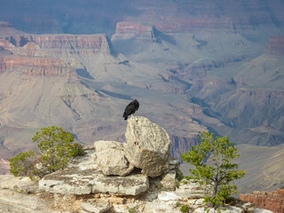 Majestic californian condor birds perching on edge of rock cliff and overlooking South Rim, Grand Canyon National Park, Arizona, USA. Spreading wings, ready to fly. Freedom in wilderness