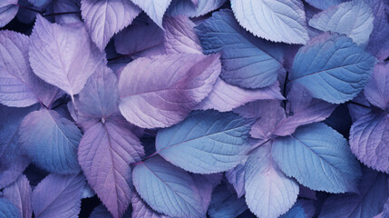 Obraz na płótnie Canvas Texture natural leaves in blue and purple