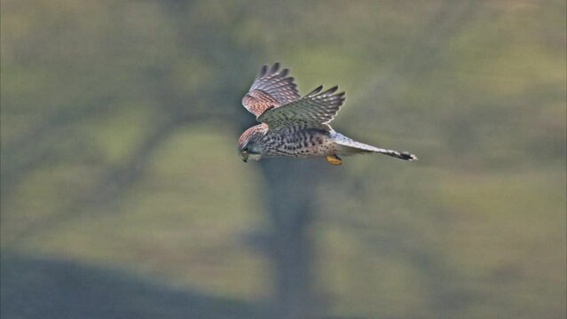 Close-up shot of a Common kestrel in flight with a blurred background