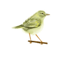 chiffchaff – Illustration of the songbird series
