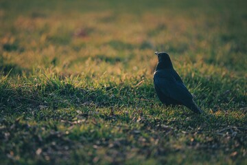 Selective focus of a crow standing in a lush green field of grass