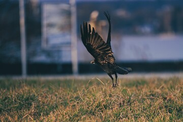 Closeup of a crow in flight over green grass, wings spread widely