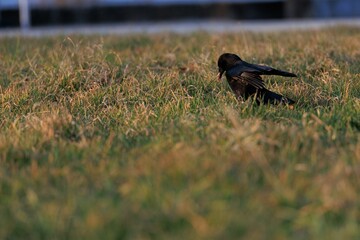 Selective focus of a crow standing in a lush green field of grass