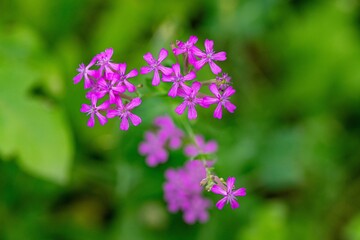 Sweet William Catchfly Flowers
