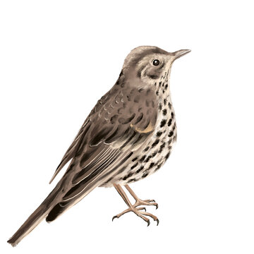 Illustration of the songbird song thrush