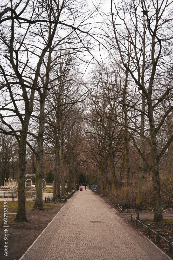 Poster footpath lined with rows of leafless deciduous trees in autumn
