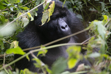 silverback Mountain Gorilla, Uganda