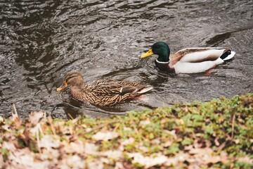 Mallard ducks swimming in a peaceful lake surrounded by lush green foliage