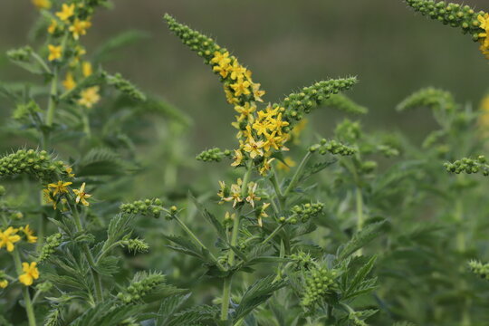 Agrimonia eupatoria. Common agrimony yellow flowers.