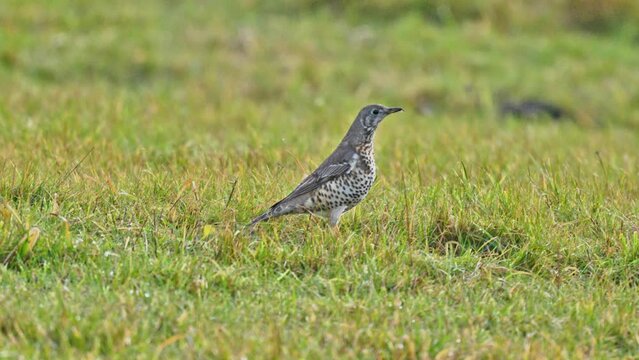 Close-up shot of a Mistle thrush jumping on a grass