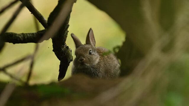 Selective focus shot of a rabbit hiding in the trees