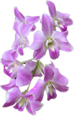 Obraz premium I have a flower Orchids garden make me happy. Every Orchids always bloom at always bloom at their own time.