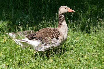 Closeup of a goose in meadow