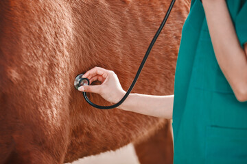 Horse, woman veterinary and stethoscope in hand outdoor for health and wellness. Doctor,...