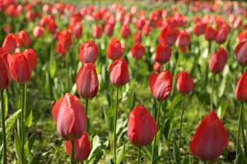 Beautiful red tulips growing outdoors on sunny day, closeup