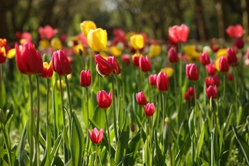 Beautiful bright tulips growing outdoors on sunny day