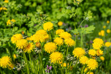 Yellow flowers of dandelion meadow with flowers in spring.