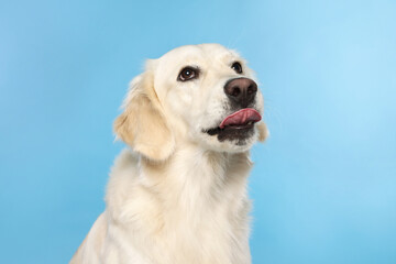 Cute Labrador Retriever showing tongue on light blue background