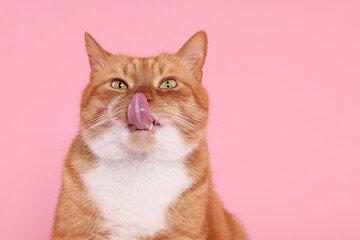 Cute cat licking itself on pink background