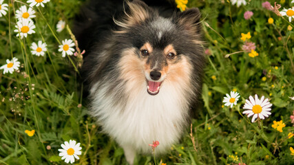 dog in the field