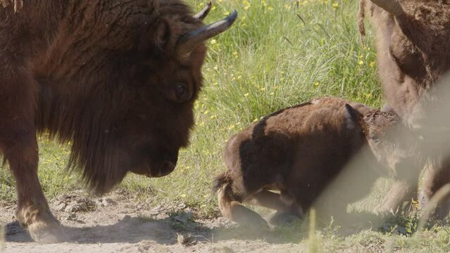 European bison calf bumped with head and horns by aggressive bull, close-up