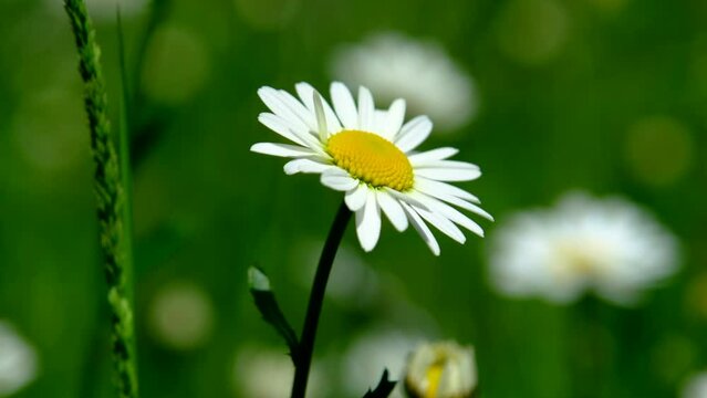 A closeup of a Camille flower with a blurry green background.