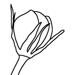 sketch of flower bud