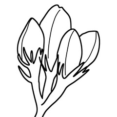 sketch of flower bud