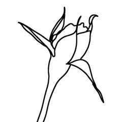 sketch of flower bud