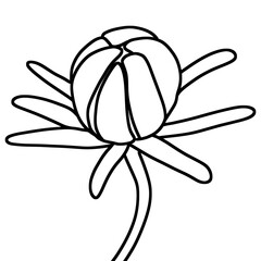 sketch of flower bud