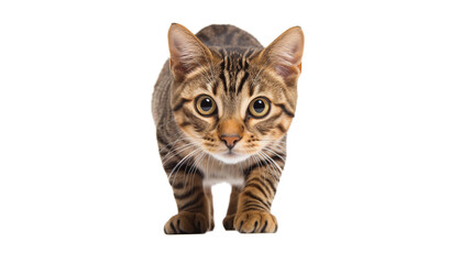 Fototapeta premium Curious cat in transparent background. AI generative