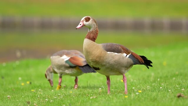 4K video with two Nile Egyptian Goose birds (Alopochen aegyptiaca) standing and eating on a green lawn grass. Common ducks birds video.