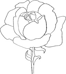 Flower blooming rose