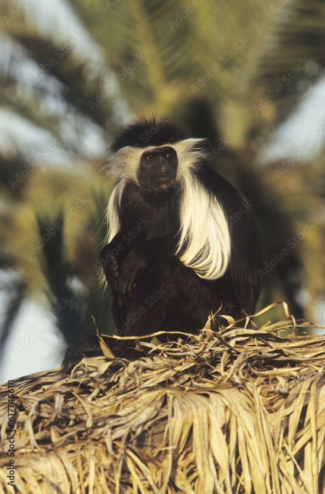 Wall mural Angola colobus