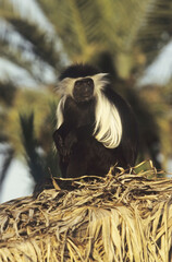 Angola colobus