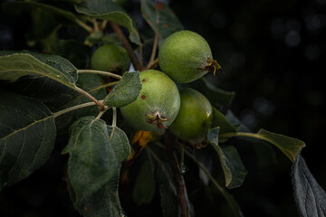 Green unripe apples on a tree branch among the leaves