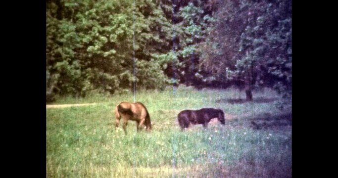 Horses graze on green field in sunny summer. Brown horse herd eat green grass pasture, meadow. Beautiful wild landscape. Animal farming. Vintage color film. Travel family archive. Retro archival video