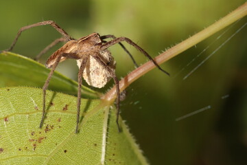 Family spider.