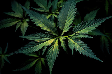 Cannabis leaf on black background.