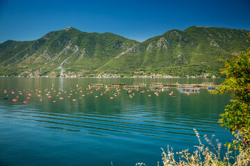 Kotor Bay with mussel and oyster farms along the coast
