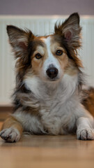 the dogs are sleeping.