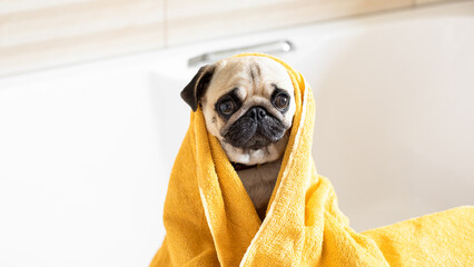 The dog was bathed in the bathroom. The pug is dried with a towel. Yellow towel. Pet care. Pet...