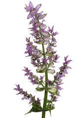 Inflorescences clary sage, lat. Salvia sclarea, isolated on white background