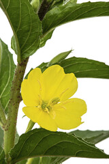 Oenothera biennis, common evening-primrose, evening star, sundrop, weedy evening primrose, German rampion, hog weed, King's cure-all and fever-plant. Isolated on white background