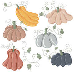 Set of colorful pumpkins. Thanksgiving and Halloween Elements for autumn decorative design, halloween invitation, harvest. Vector illustration
