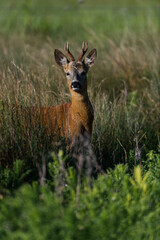 Roe Deer Sweet looking really alert